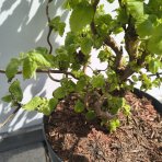 Lieska obyčajná (Corylus avellana contorta) ´MEDUSA´ - výška 60-80 cm, kont.C5L